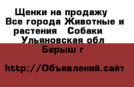 Щенки на продажу - Все города Животные и растения » Собаки   . Ульяновская обл.,Барыш г.